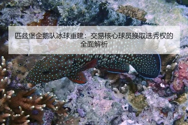 匹兹堡企鹅队冰球重建：交易核心球员换取选秀权的全面解析